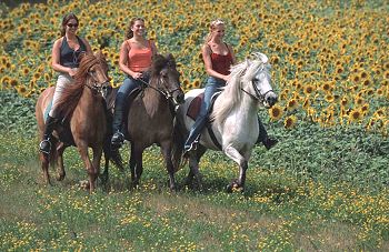 Bild: Mentehof - Reiterferien, Reiturlaub - Urlaub auf dem Bauernhof